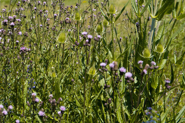 Summer colorful meadow