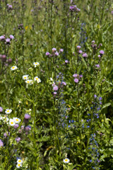 Summer colorful meadow