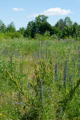 Summer colorful meadow