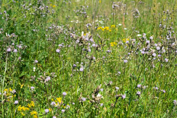 Summer colorful meadow