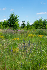 Summer colorful meadow