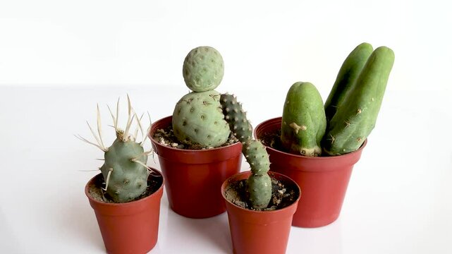 Group of Tephrocactus cactus plants 