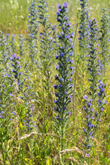 Summer colorful meadow