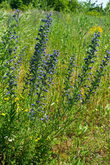 Summer colorful meadow