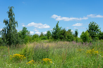 Summer colorful meadow