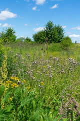 Summer colorful meadow