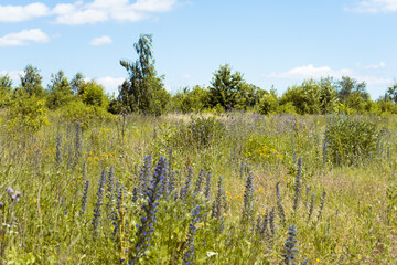 Summer colorful meadow