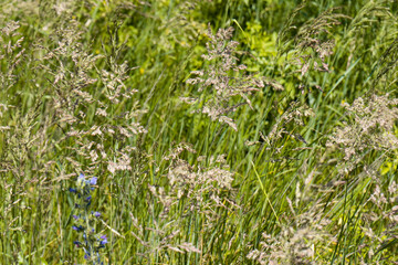 Summer colorful meadow