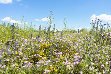 Summer colorful meadow