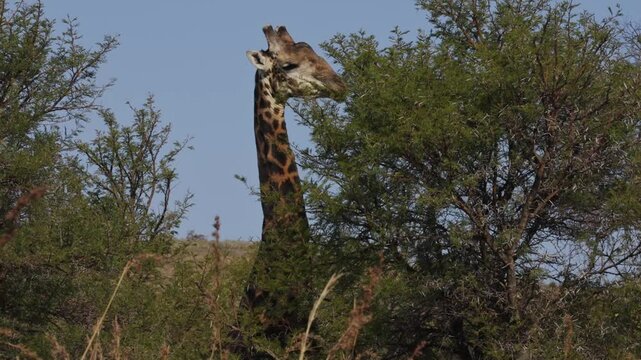 Stunning 4K video of an old Giraffe moving through the bush veld in a nature reserve eating from the tops of the trees. Taken during a safari game drive in a park in South Africa.