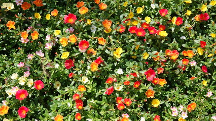 Naklejka premium 夏の花畑