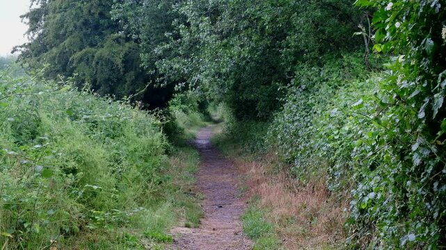 Trees form a tunnel over a foot path into woods