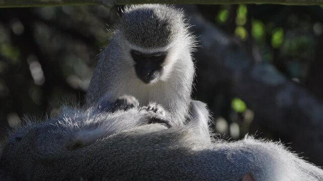A 4K Video of Vervet Monkeys in a holiday resort looking for food and cleaning and playing with each other, conceptual of Monkey Business. Taken in South Africa during a Safari Game Drive
