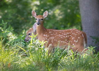 two baby deer 
