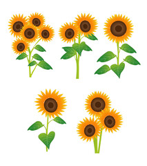 Set of Sunflower Vector