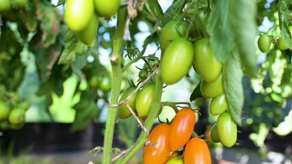 Ripening organic fresh tomatoes plants on a bush. Growing own fruits and vegetables in a homestead. Gardening and lifestyle of self-sufficiency.