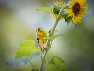 goldfinch on sunflower plant