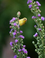 goldfinch on flower eating seeds