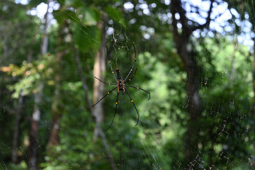 Ventral side view of a female giant golden orb weaver sitting on its spider web