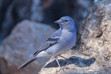 Male Tenerife blue chaffinch, (Fringilla teydea), standing on a rock, with rocks background, in Tenerife, Canary islands, Spain 