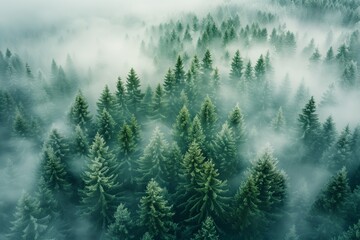 Obraz premium Aerial view of winter white frost and snowy scenery pine forest 