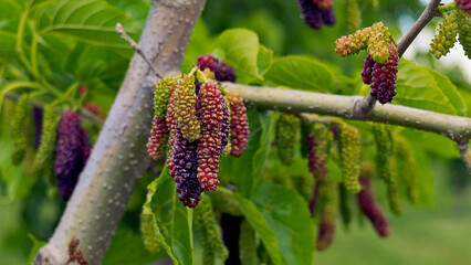 A branch of a mulberry tree is growing well of Brentwood's largest mulberry farm, California, May 2024