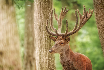 Red deer stag between trees in forest.