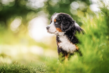 Bernese Mountain Dog puppy on the grass in the garden