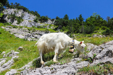 Obraz premium White goat with bell grazing in the Swiss Alps, near Appenzell in the Alpstein mountain range, Ebenalp, Switzerland
