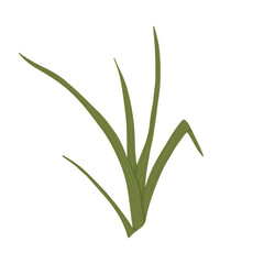 Grass illustration. Hand drawn leaves of greenery. Green isolated illustration of herb on the white background. Vector print design.