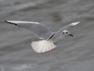 Basic winter plumage adult Bonaparte's Gull in flight
