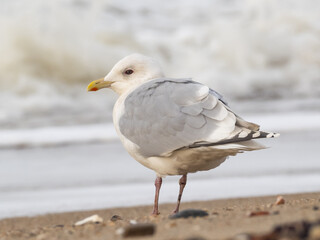 Fototapeta premium Adult Kumlien's Iceland Gull standing on the seashore