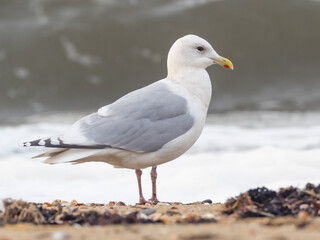 Adult Kumlien's Iceland Gull standing on the seashore