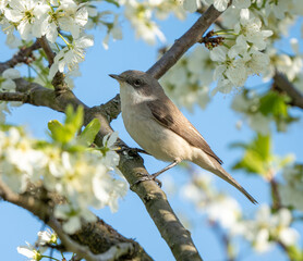 The lesser whitethroat (Curruca curruca) in a flowering tree.