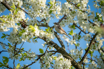 The lesser whitethroat (Curruca curruca) in a flowering tree.