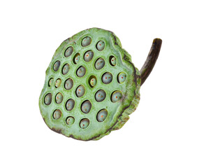 Lotus seed transparent png © nipaporn