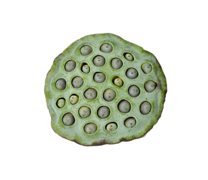 Lotus seed transparent png