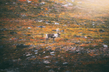 Reindeer on the Norwegian plain below Halti vol. 1 (Guolasjávri - Halti - Norway)