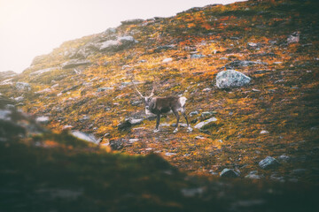 Reindeer on the Norwegian plain below Halti vol. 2 (Guolasjávri - Halti - Norway)