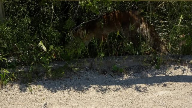 close-up of a wild Iberian Red Fox (Zorro, Vulpes Vulpes Silacea)