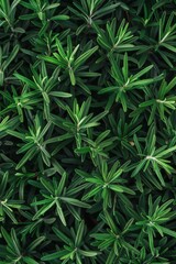 Fresh rosemary twig texture background, green rosemary sprig pattern, seasoning twigs banner