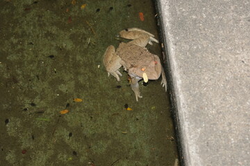 frog on the ground