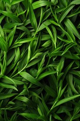 Fototapeta premium Estragon twigs, tarragon sprigs, fresh artemisia dracunculus grass, green spice leaves banner illustration