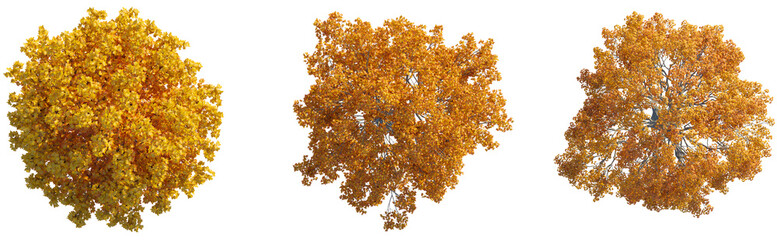  Acer autumn tree plan top view 4k png cutout