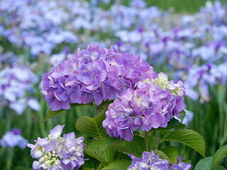 新潟県阿賀野市瓢湖のアヤメ園の両脇に咲く紫のアジサイ Hydrangea macrophylla, Hyokosuikin Park, Agano, Niigata
