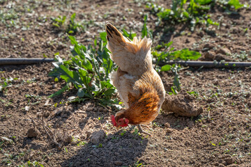farm chicken free range chicken poultry