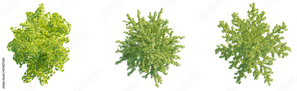 Poster ginkgo biloba tree plan top view 4k png cutout