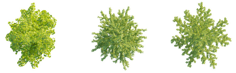 Fototapeta premium Ginkgo Biloba tree plan top view 4k png cutout