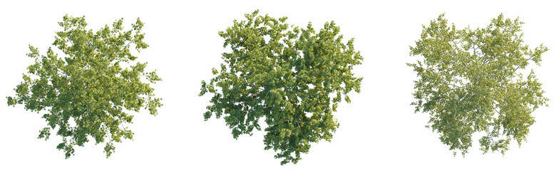 American Sycamore tree plan top view 4k png cutout © Đỗ Hải