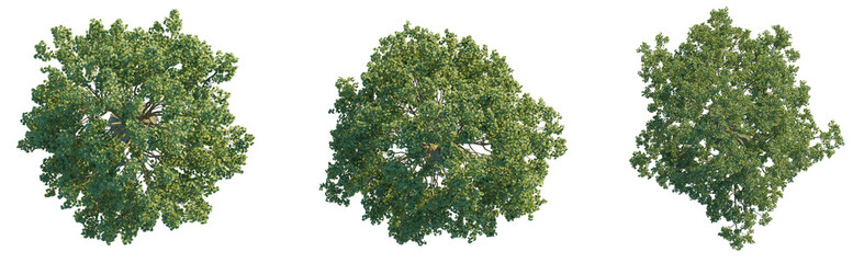 Crown tree plan top view 4k png cutout